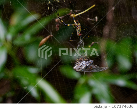ツクツクボウシを捕食するジョロウグモ♀ ツクツクボウシを捕食するジョロウグモ♀ 107374636