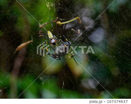 ツクツクボウシを捕食するジョロウグモ♀ ツクツクボウシを捕食するジョロウグモ♀ 107374637
