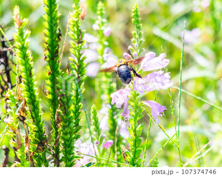 小さな花の蜜を吸いに来た大きなクマバチ 107374746