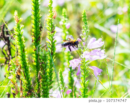 小さな花の蜜を吸いに来た大きなクマバチ 小さな花の蜜を吸いに来た大きなクマバチ 107374747