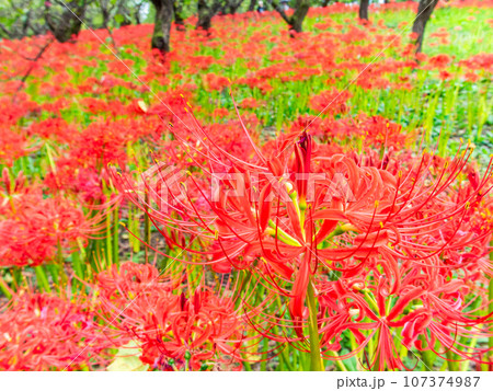 秋の風物詩 群生して咲き誇る満開の美しい彼岸花 秋の風物詩 群生して咲き誇る満開の美しい彼岸花 107374987