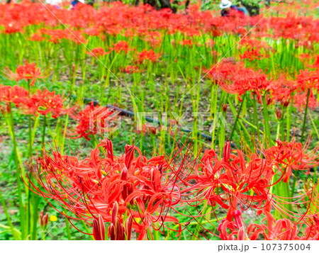 秋の風物詩　群生して咲き誇る満開の美しい彼岸花 107375004