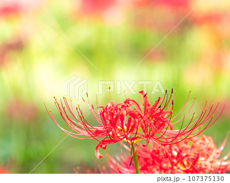 秋の風物詩　群生して咲き誇る満開の美しい彼岸花 107375130