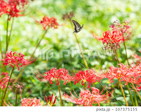 秋の風物詩 群生して咲き誇る満開の美しい彼岸花 秋の風物詩 群生して咲き誇る満開の美しい彼岸花 107375155