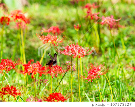 満開の彼岸花の蜜を吸うクロアゲハチョウ 満開の彼岸花の蜜を吸うクロアゲハチョウ 107375227