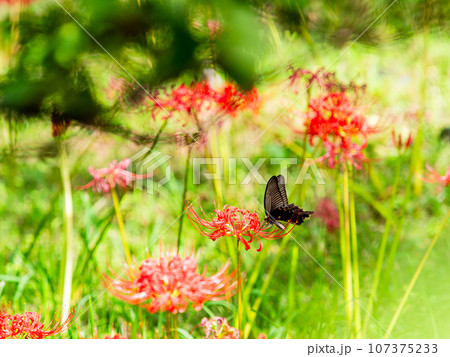満開の彼岸花の蜜を吸うクロアゲハチョウ 107375233