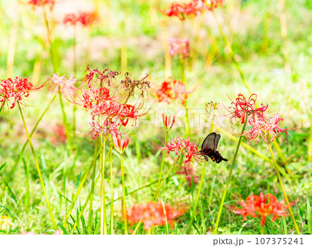 満開の彼岸花の蜜を吸うクロアゲハチョウ 107375241