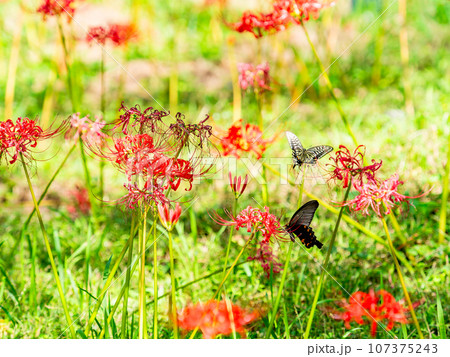 満開の彼岸花の蜜を吸うクロアゲハチョウ 107375243