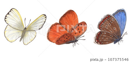 Set of fluttering butterflies. Flying blue, orange, white butterflies. Copper, scarce copper, cabbage. Watercolor illustration for print, textile, wedding invitation, label, poster 107375546