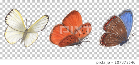 Set of fluttering butterflies. Flying blue, orange, white butterflies. Copper, scarce copper, cabbage. Watercolor illustration for print, textile, wedding invitation, label, poster 107375546