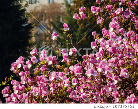 lush blossom of purple magnolia. warm april weather. beautiful nature background lush blossom of purple magnolia. warm april weather. beautiful nature background 107375753