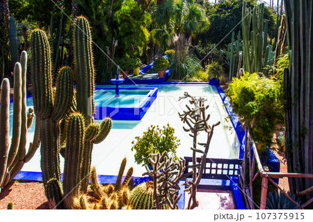 Amazing view on pool and different types of cacti in   Majorelle garden  in Marrakesh 107375915
