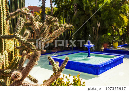 Amazing view on pool and   different types of cacti in   Majorelle garden (local landmark) in Marrakesh. 107375917
