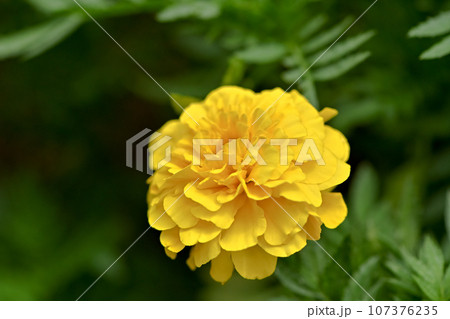 マリーゴールド 107376235