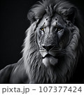 The King of the Jungle in Black and White 107377424
