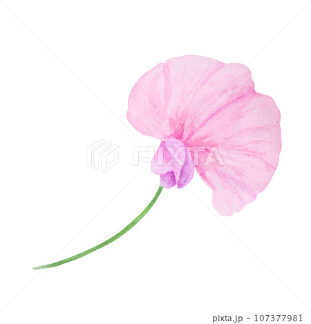 Pink Lathyrus watercolor illustration. Hand drawn botanical painting, floral sketch. Colorful flower clipart for summer or autumn design of wedding invitation, prints, greetings, sublimation, textile 107377981