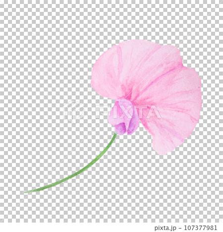 Pink Lathyrus watercolor illustration. Hand drawn botanical painting, floral sketch. Colorful flower clipart for summer or autumn design of wedding invitation, prints, greetings, sublimation, textile 107377981
