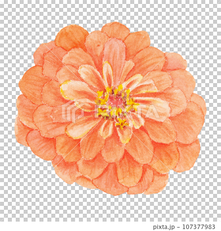 Orange Zinnia watercolor illustration. Hand drawn botanical painting, floral sketch. Colorful flower clipart for summer or autumn design of wedding invitation, prints, greetings, sublimation, textile Orange Zinnia watercolor illustration. Hand drawn botanical painting, floral sketch. Colorful flower clipart for summer or autumn design of wedding invitation, prints, greetings, sublimation, textile 107377983