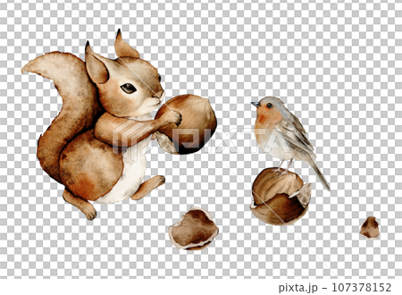 Squirrel forest animals watercolor. Hazelnut elements set. Hand-drawn watercolor illustration. Watercolor Bird Robin Hand Drawn Winter Illustration. Redbreast 107378152