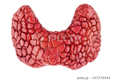 Human thyroid, thyroid gland. 3D rendering Human thyroid, thyroid gland. 3D rendering 107378444