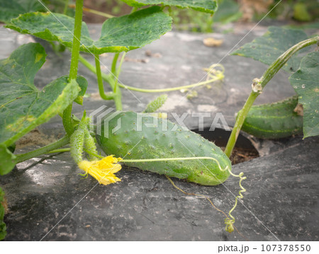 Close up picture of cucumber on patch covered with plastic mulch used to suppress weeds and conserve water, selective focus. 107378550