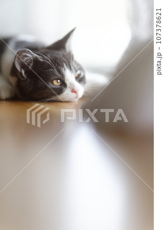 まどろむ猫 107378621