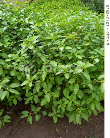 モロヘイヤの栽培 107378928