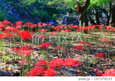 【香川県】初秋のお彼岸、不動の滝カントリーパーク（彼岸花） 107379233