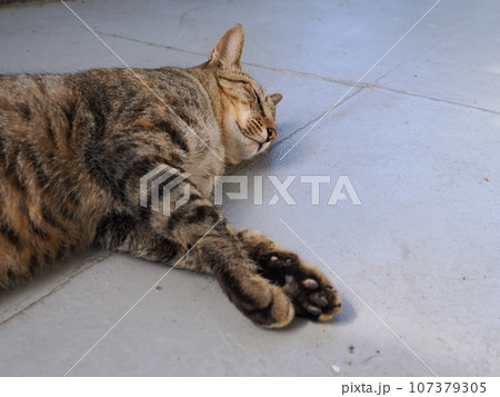 冷たい床で寝転ぶ猫 冷たい床で寝転ぶ猫 107379305