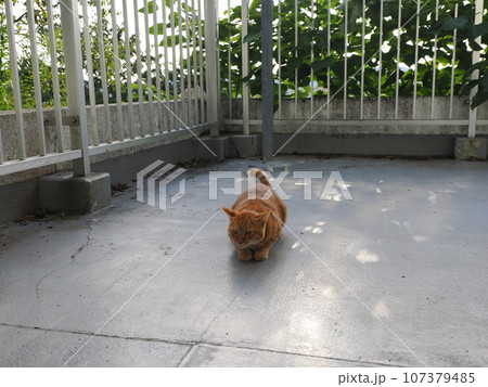 塀の上で昼寝する猫 塀の上で昼寝する猫 107379485