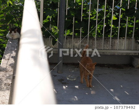塀の上で昼寝する猫 塀の上で昼寝する猫 107379492