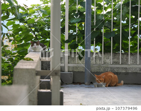 塀の上で昼寝する猫 塀の上で昼寝する猫 107379496