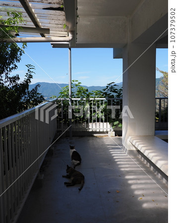 塀の上で昼寝する猫 塀の上で昼寝する猫 107379502