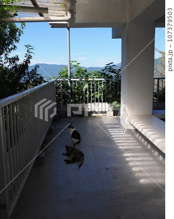 塀の上で昼寝する猫 塀の上で昼寝する猫 107379503