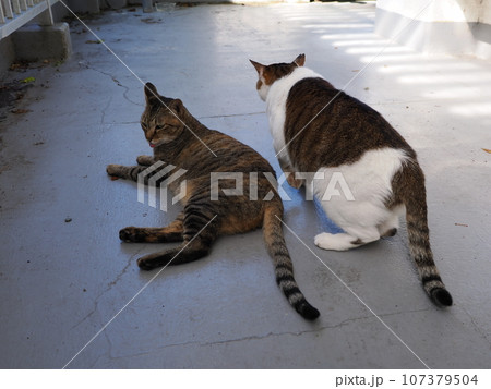塀の上で昼寝する猫 塀の上で昼寝する猫 107379504