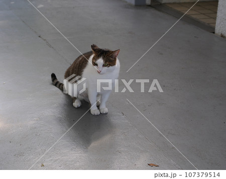 塀の上で昼寝する猫 107379514