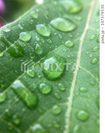 10月に出会った植物_葉っぱ_水滴としずく 10月に出会った植物_葉っぱ_水滴としずく 107379530