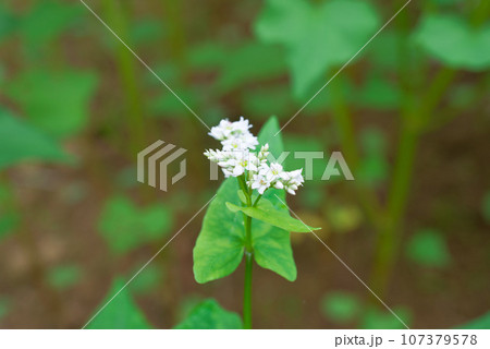 蕎麦の花 107379578