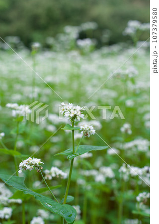 蕎麦の花 107379580