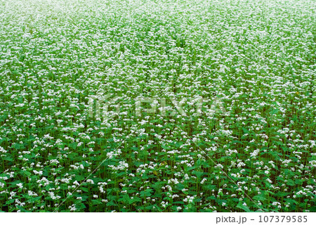 蕎麦の花 蕎麦の花 107379585