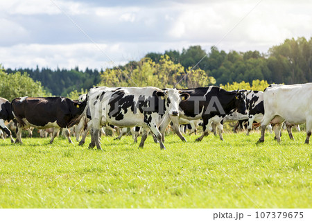 A herd of motley black and white cows walks through a green field on a summer day.  107379675