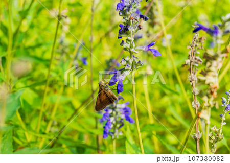 Close up shot of Dun Skipper butterfly in Martin Nature Park Close up shot of Dun Skipper butterfly in Martin Nature Park 107380082