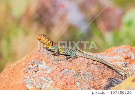 Close up shot of the Oklahoma collared lizard in Wichita Mountains National Wildlife Refuge Close up shot of the Oklahoma collared lizard in Wichita Mountains National Wildlife Refuge 107380220