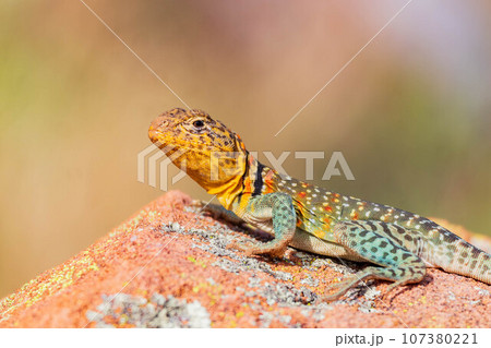 Close up shot of the Oklahoma collared lizard in Wichita Mountains National Wildlife Refuge 107380221