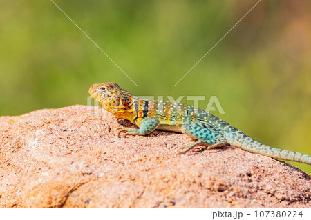 Close up shot of the Oklahoma collared lizard in Wichita Mountains National Wildlife Refuge 107380224