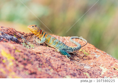 Close up shot of the Oklahoma collared lizard in Wichita Mountains National Wildlife Refuge 107380225