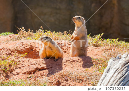 Close up shot of two Prairie dog Close up shot of two Prairie dog 107380235