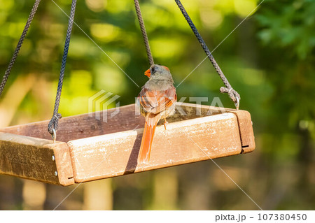 Close up shot of Northern cardinal in Martin Nature Park 107380450