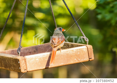 Close up shot of Northern cardinal in Martin Nature Park 107380452