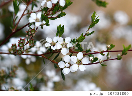 White flowers of the Australian native Flaky Barked Tea Tree, Gaudium trinervium, family Myrtaceae, in Sydney woodland. Formerly in Leptospermum. Shrub or small tree endemic to sclerophyll forest  107381890